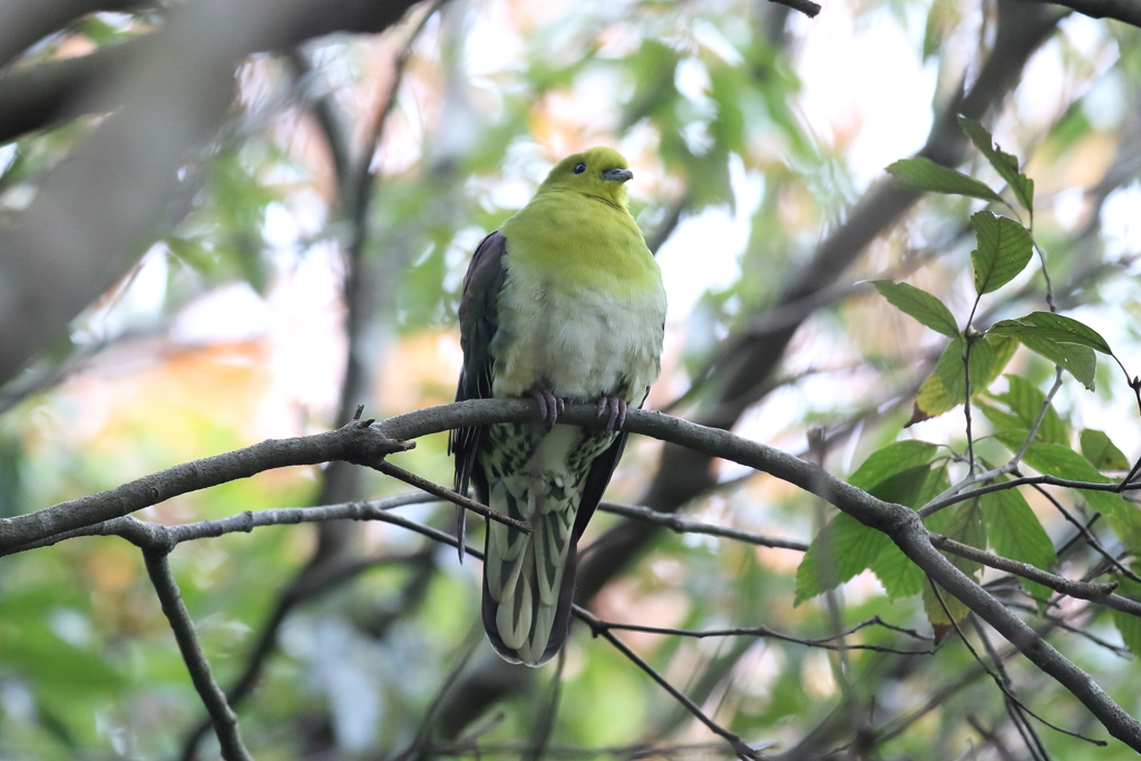 12月4日 明石公園 11