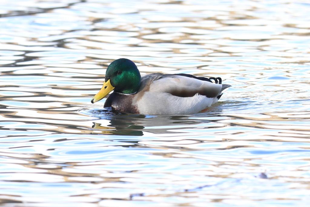 1月4日 明石公園 ９