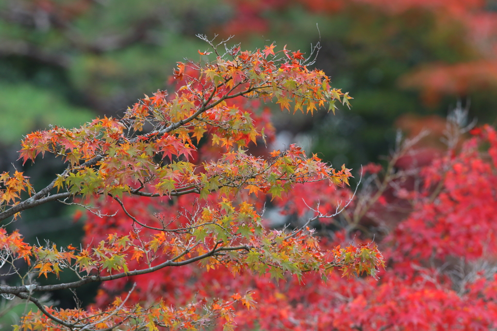 11月21日 相楽園 19