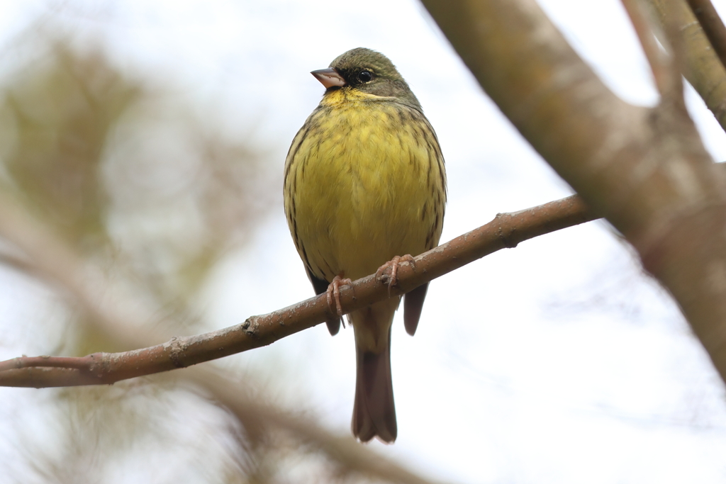 2月11日 明石公園 20