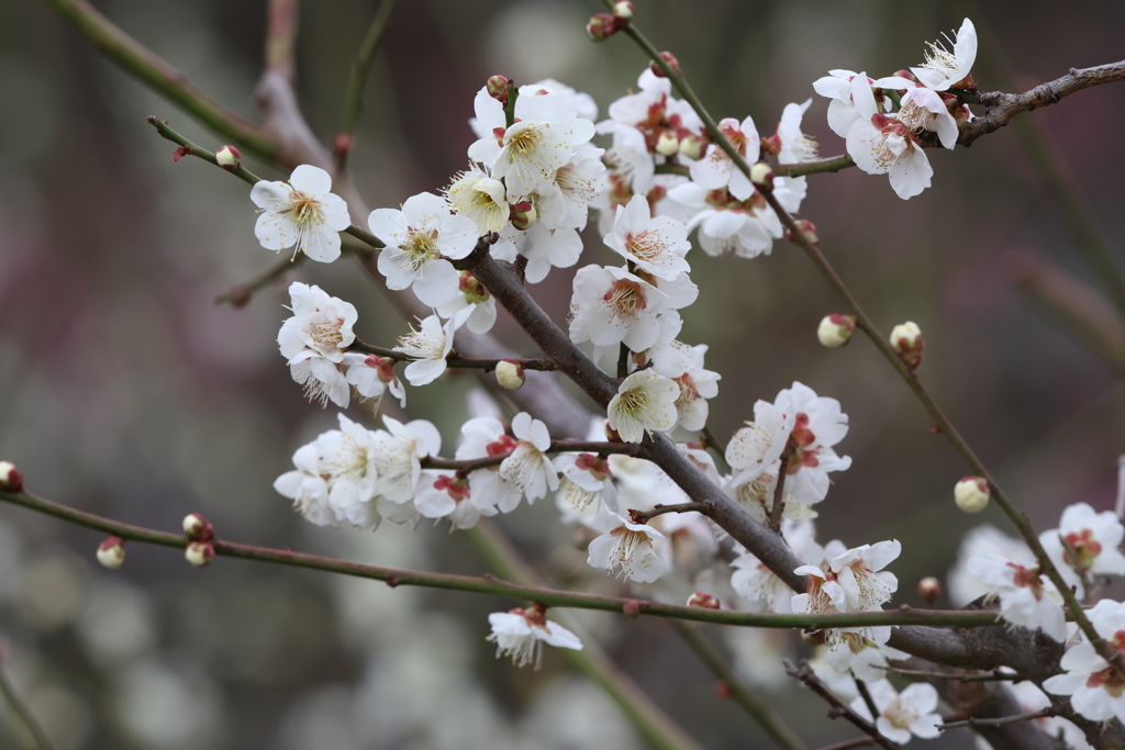 2月18日 大阪城公園 10