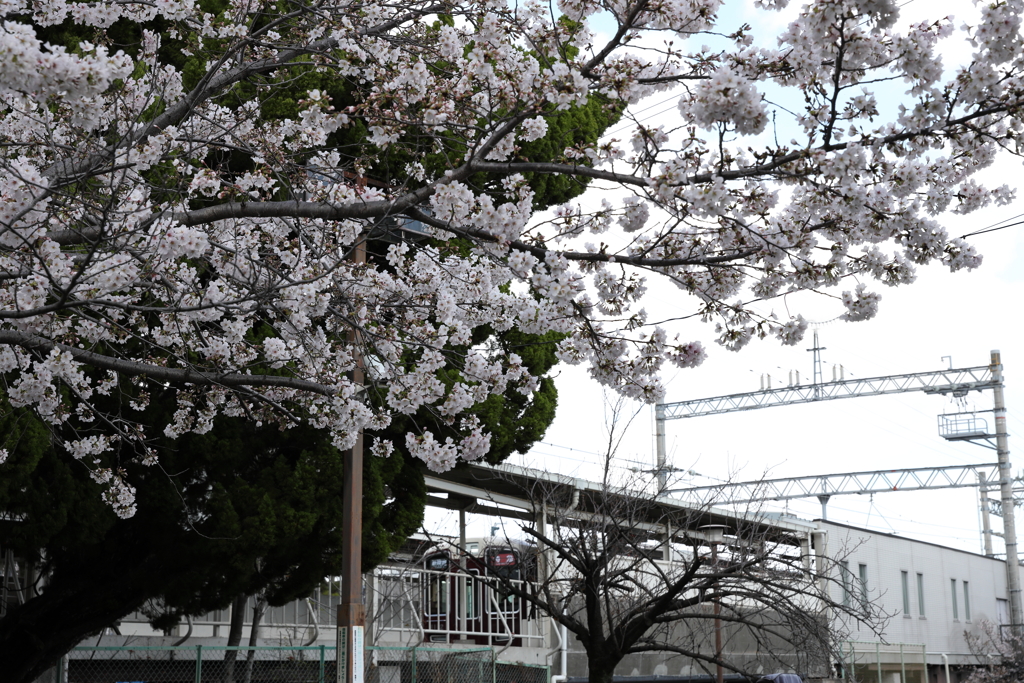 4月2日 夙川 10