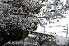 4月2日 夙川 10