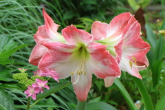 6月2日 明石公園 13