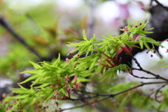 4月3日 岡本南公園 18