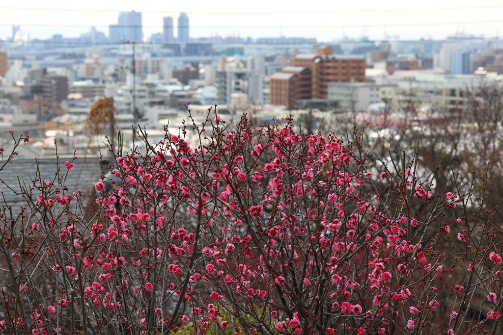 2月9日 岡本梅林公園 ２