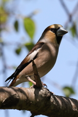 4月11日 明石公園 35