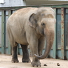 6月16日 王子動物園 40