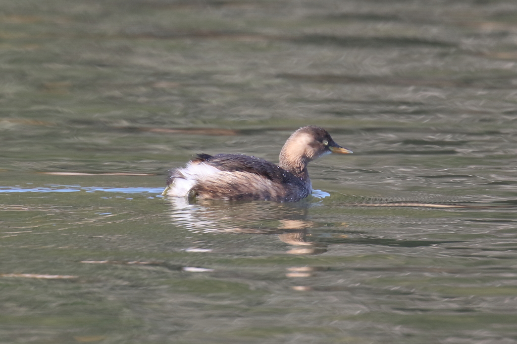 1月8日 明石公園 11