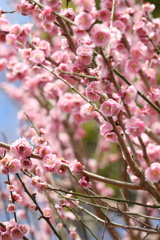 3月20日 布引ハーブ園 29