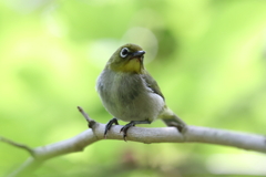5月23日 明石公園 14