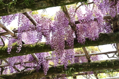 5月2日 奈良 20