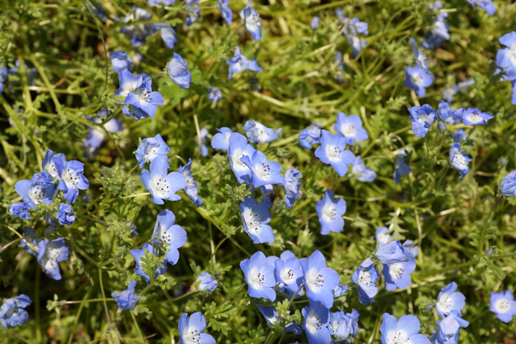 5月28日 布引ハーブ園 59