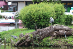 6月19日 明石公園 ６