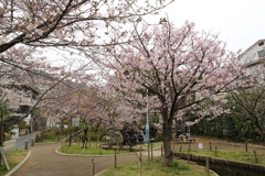 3月28日 岡本南公園 ９