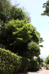 5月28日 布引ハーブ園 30