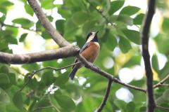 11月17日 明石公園 20