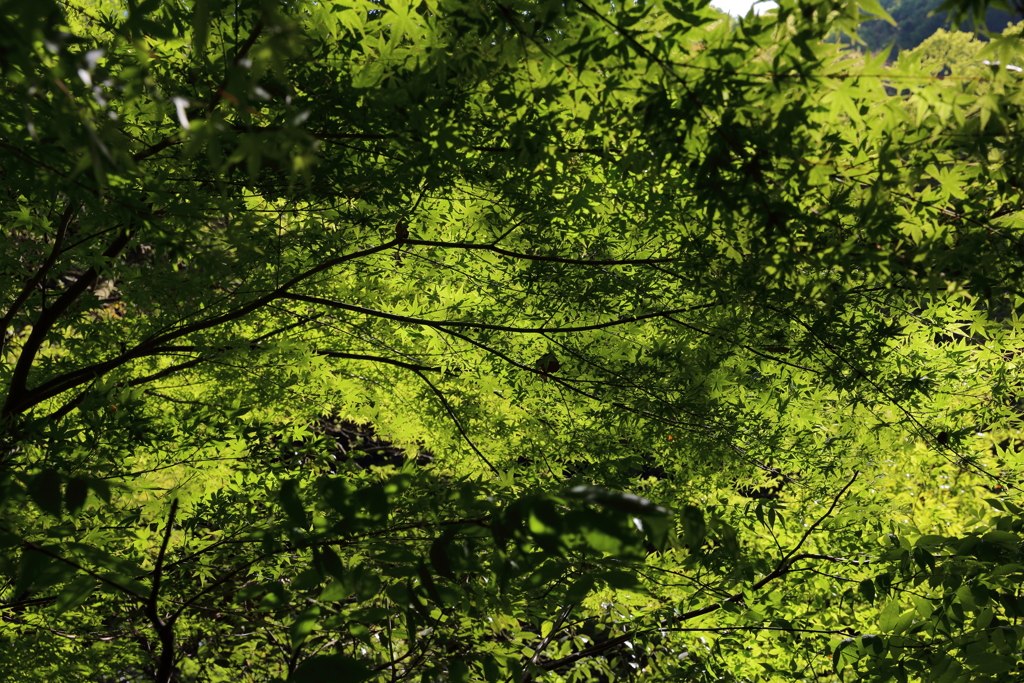 5月5日 布引の滝 ２