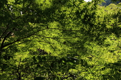 5月5日 布引の滝 ２