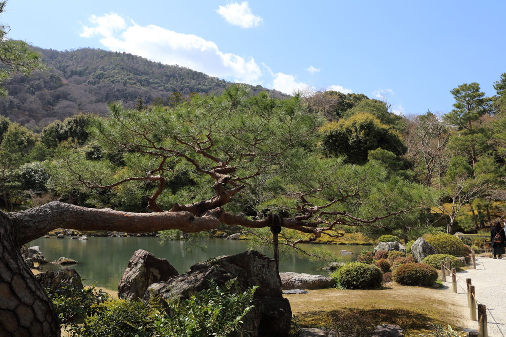 3月20日 京都嵐山 16