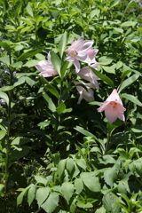 5月28日 布引ハーブ園 60