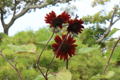 8月15日 明石公園 ３