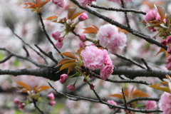 4月3日 夙川 ４