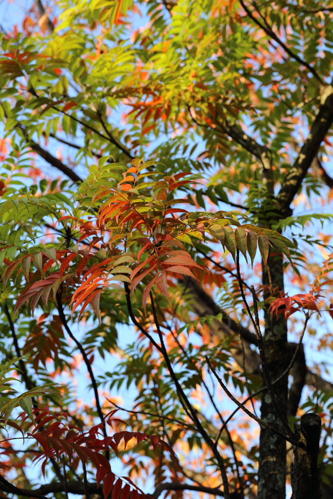 11月16日 相楽園 25