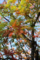 11月16日 相楽園 25