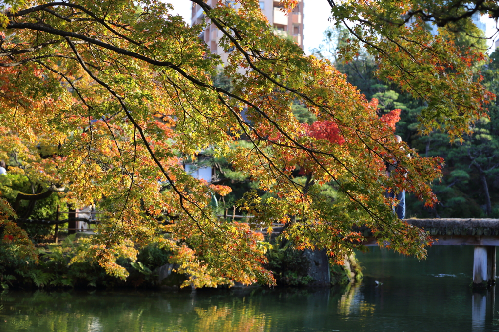 11月16日 相楽園 37