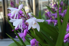 4月29日 散歩 ６