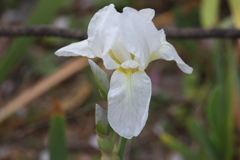 4月3日 夙川 16