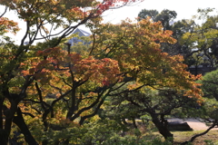 10月31日 相楽園 ６