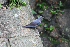 6月11日 夙川河川敷緑地 12