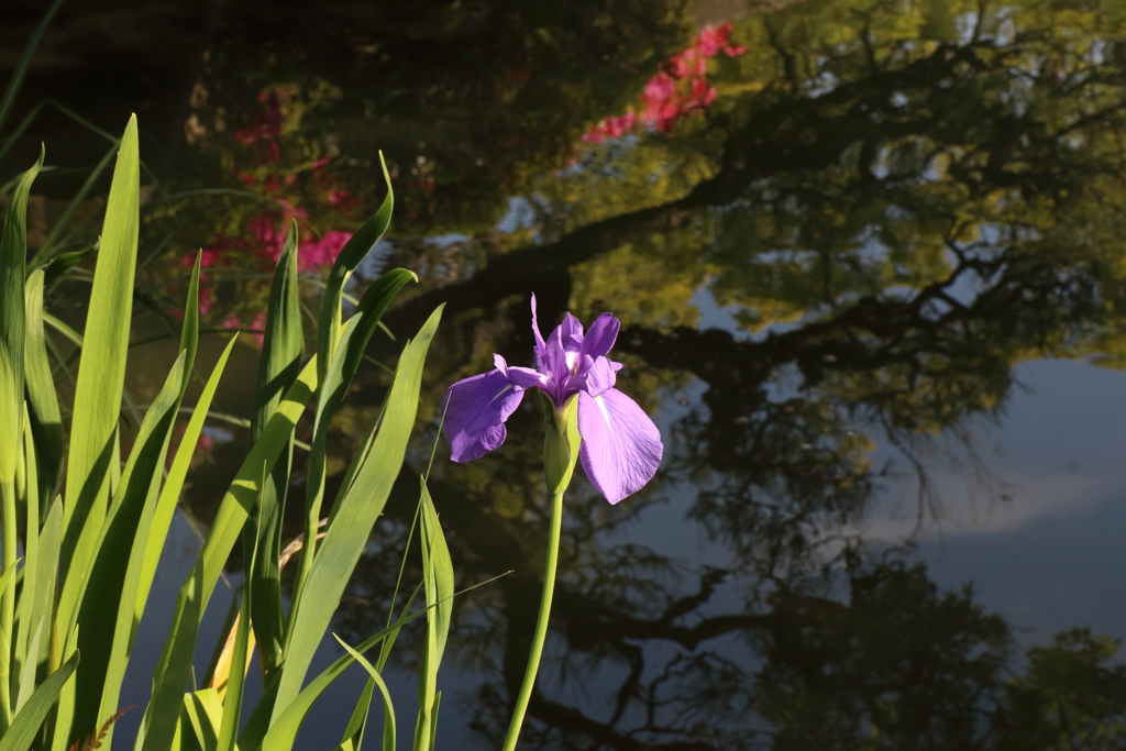 4月18日 相楽園 ６