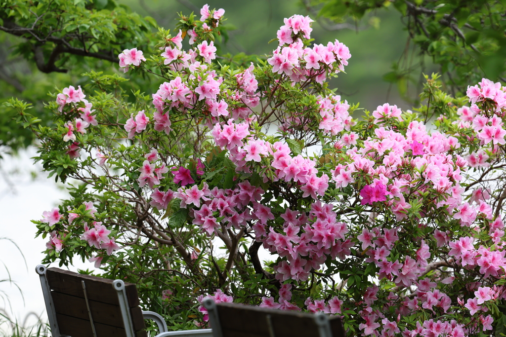 4月30日 明石公園 ５