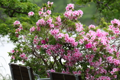 4月30日 明石公園 ５