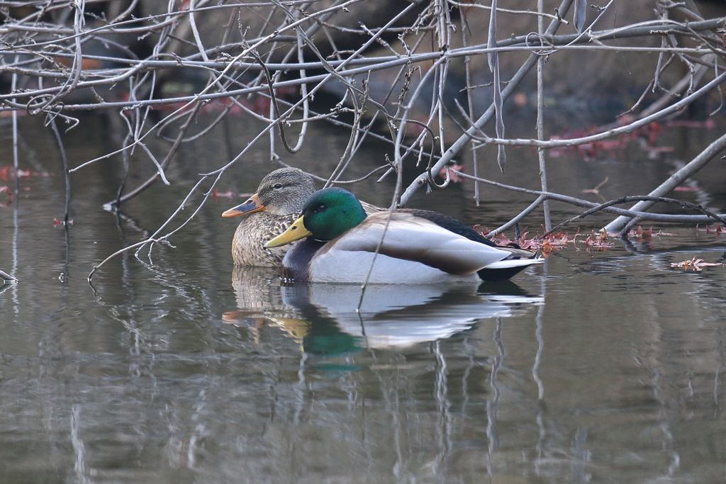 12月11日 明石公園 14