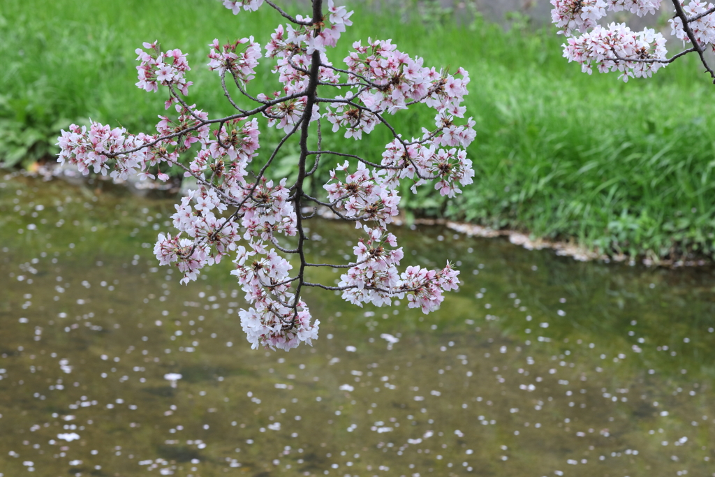 4月3日 夙川 11