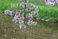 4月3日 夙川 11