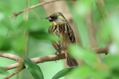 4月2日 明石公園 16