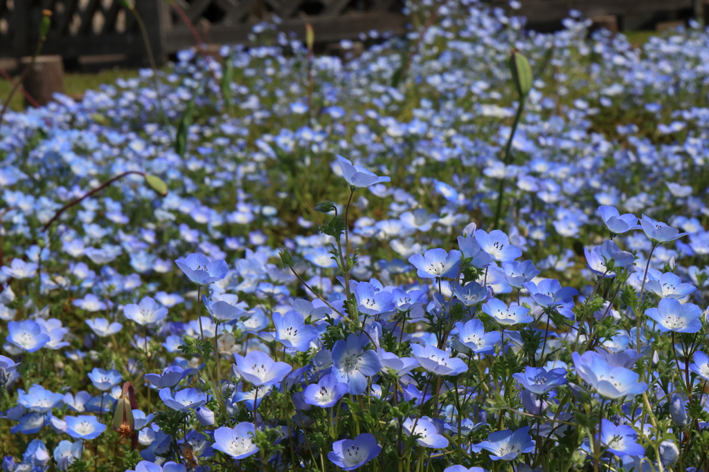 5月4日 鶴見緑地 ６