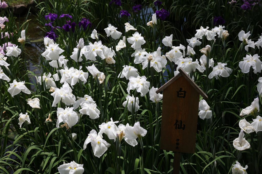 6月6日 須磨離宮公園 41