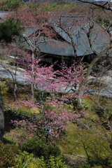 3月20日 京都嵐山 23