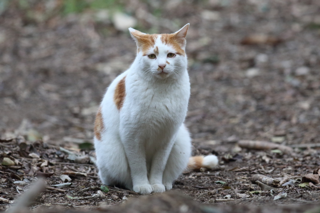 3月13日 明石公園 10