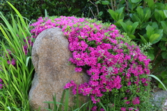 4月10日 散歩 14