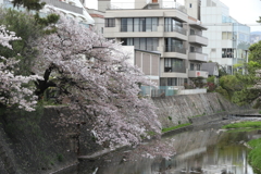4月3日 夙川 ８