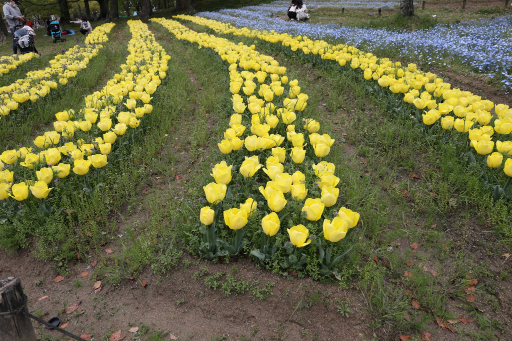 4月18日 万博記念公園 28