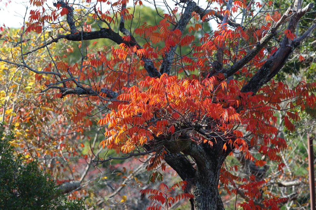 11月17日 明石公園 ６