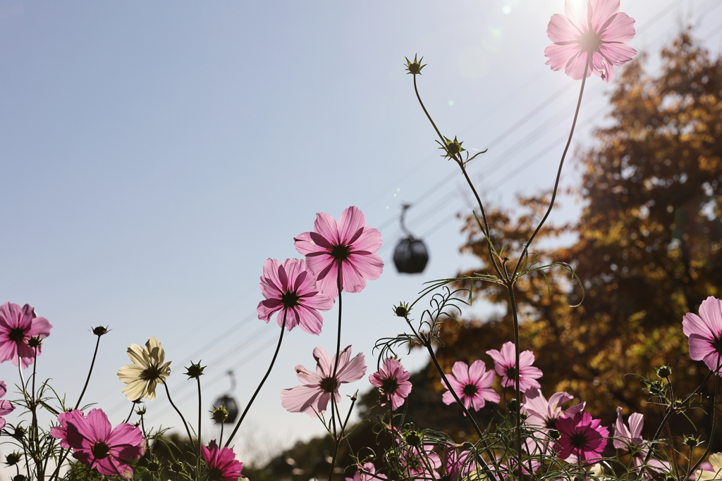 11月14日 布引ハーブ園 17